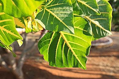 《传说酒馆》登陆Steam 开放世界合作酒馆经营